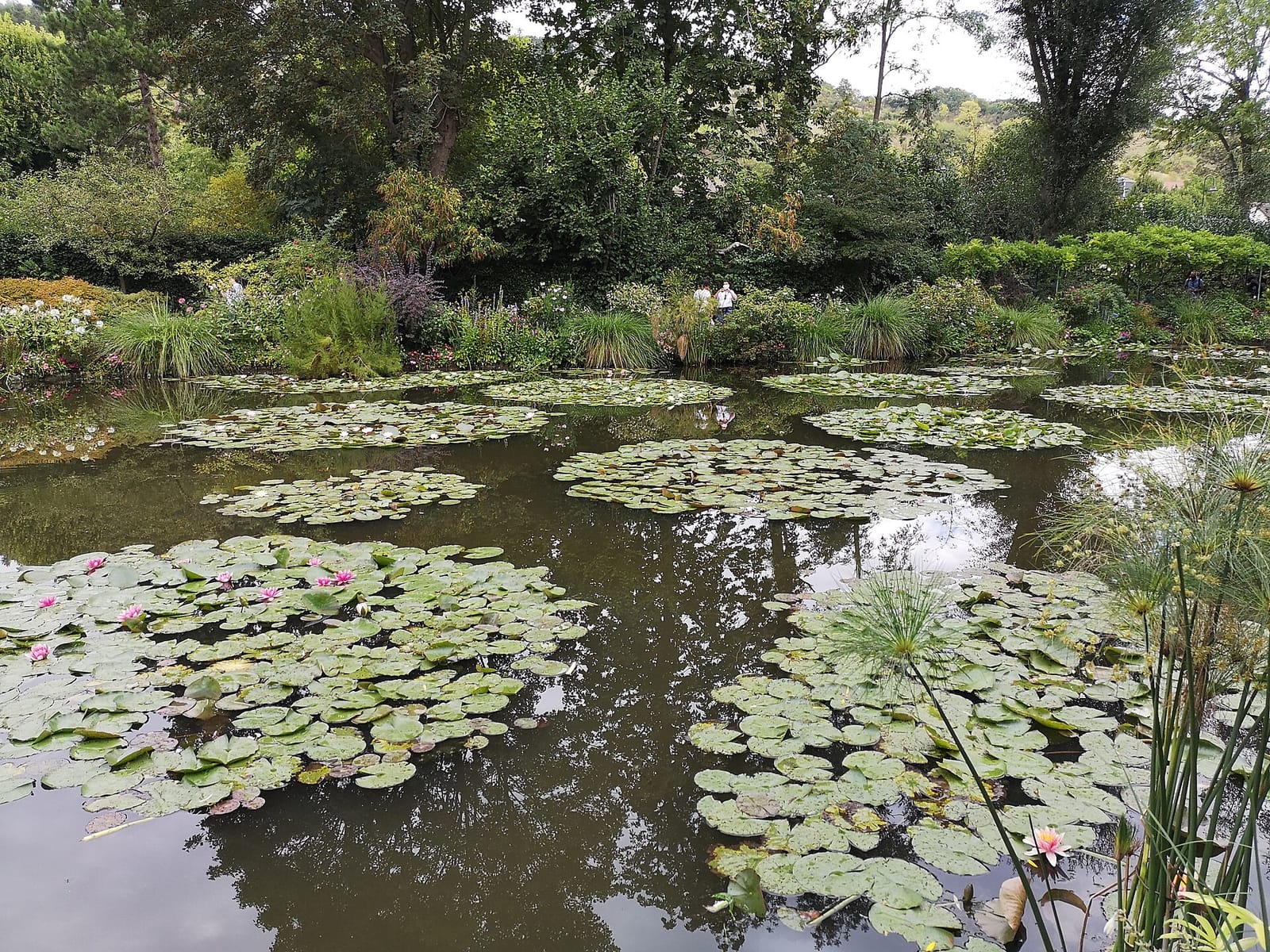 Water-lily pond in Monet’s garden at Giverny
